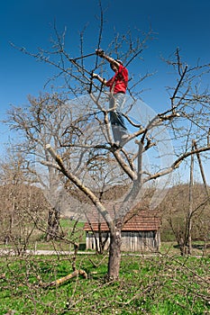 Gardener cutting tree with clippers