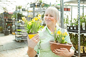 Gardener with daffodils