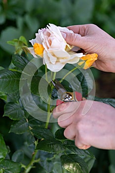 A gardener is deadheading rose bush with garden snips in summer garden