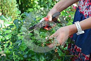 Gardener deadheading roses bush. Deadheading roses is one of the easiest forms of pruning roses photo