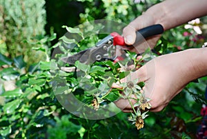 Gardener deadheading roses bush. Deadheading roses is one of the easiest forms of pruning roses photo
