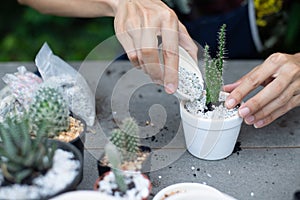 Gardener is decorating the cactus