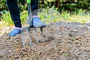 Gardener digging the earth over with a garden fork to cultivate the soil ready for planting in early spring.