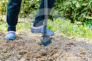 Gardener digging the earth over with a garden spade to cultivate the soil ready for planting in early spring.