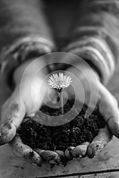 Gardener with dirty hands cupping dandelion in soil in his palms