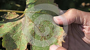 The gardener discovered small white aphids on the leaves of Merlot wine. Infested vineyard.