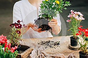 Gardener doing gardening work at a table rustic. Working in the garden, close up of the hands of a woman cares flowerscarnations.