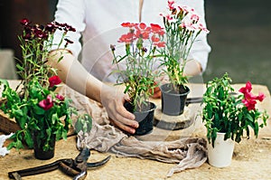 Gardener doing gardening work at a table rustic. Working in the garden, close up of the hands of a woman cares flowerscarnations.