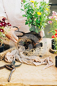 Gardener doing gardening work at a table rustic. Working in the garden, close up of the hands of a woman cares flowerscarnations.
