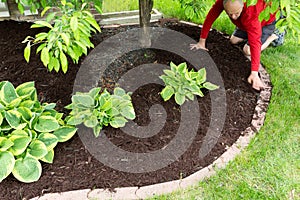 Gardener doing mulch work around the house