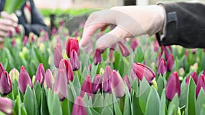 a gardener or an employee of a flower greenhouse selects and plucks tulips for sale.
