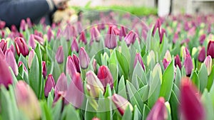 a gardener or an employee of a flower greenhouse selects and plucks tulips for sale.