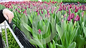 a gardener or an employee of a flower greenhouse selects and plucks tulips for sale.