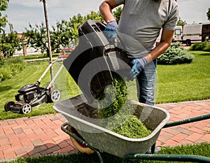 Gardener emptying lawn mower grass into a wheelbarrow after mowing.