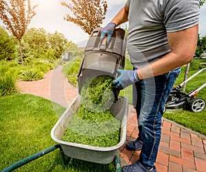 Gardener emptying lawn mower grass into a wheelbarrow after mowing.