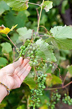 The gardener examines the bunches and leaves of diseased grapes. Grape fungal infections