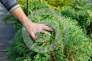 The gardener examines the thuja bush. Healthy plants and feeding