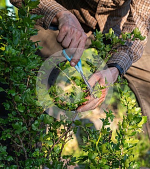 Gardener examining bush branches