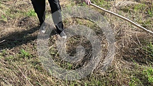 Gardener farmer raking hay with wooden old  primitive handmade rake