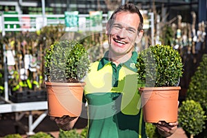 Gardener at garden center posing with boxtrees