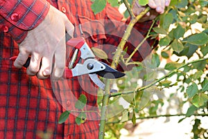 Gardener with garden pruning scissors pruning climbing roses. Pruning and Training Climbing Roses with Garden Pruning Scissors.