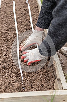 The gardener in gloves buries the planted seeds in a paper tape. Spring work in the garden