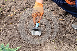 A gardener in gloves prepares the soil for seedlings with hand garden shovel. Hand garden shovel in the soil. Close-up