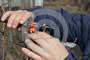 Gardener grafting fruit trees in early spring. A gardener is cutting a scion with a professional grafting tool, grafting knife