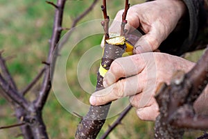 A gardener grafts a fruit tree by split grafting in early spring. Growing fruit in the orchard