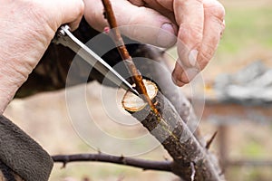 A gardener grafts a fruit tree using the split method