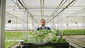 Gardener grower man carrying basket with fresh organic cultivated salad