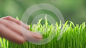 Gardener growing plants in the ground. Man farmer hand touching fresh green grass sprouts, preparation for spring season