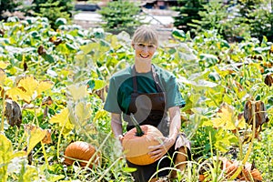 Gardener growing pumpkins