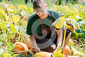 Gardener growing pumpkins