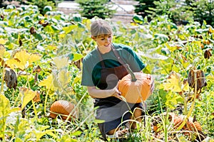 Gardener growing pumpkins