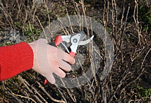 Gardener cut blackcurrant bush branch in springtime.