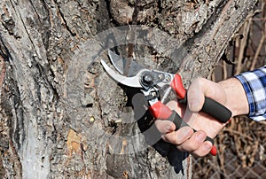 Gardener hand cut tree branch with bypass secateurs, pruning in spring. Fruit tree pruning with pruning shears.