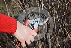 Gardener hand cutting fruit bush branch with bypass secateurs in springtime garden