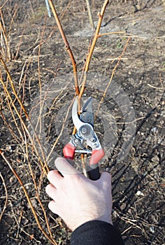 Gardener hand cutting Rubus idaeus or red raspberry plant bush with bypass secateurs.