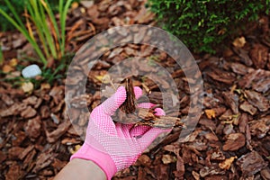 Gardener hand in glove mulching garden beds with pine bark