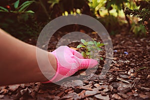 Gardener hand in pink glove removing weeds