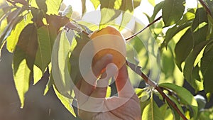 Gardener hand plucks yellow peach from tree in backlight