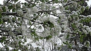 Gardener hand removing snow from blossoming pear tree branches