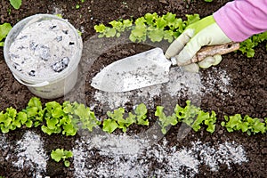 Gardener hand sprinkling wood burn ash from small garden shovel between lettuce herbs for non-toxic organic insect repellent.