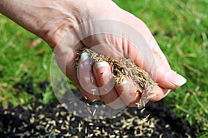 Sowing Grass Seeds By Hand. photo