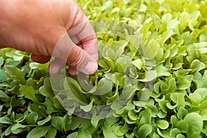 Gardener handpicking homegrown corn salad herbs in organic garden, close up of hand