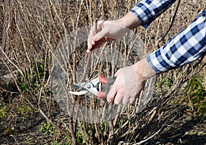 Gardener hands cutting blackcurrant bush with bypass secateurs in early spring