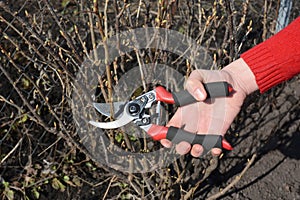 Gardener hands cutting fruit bush  branch with bypass secateurs in fruit garden