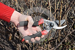 Gardener hands cutting fruit bush  branch with bypass secateurs in fruit garden