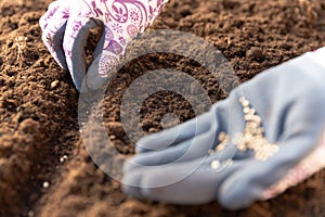 Gardener hands in gardening gloves planting seeds in the vegetable garden. Spring garden work concept